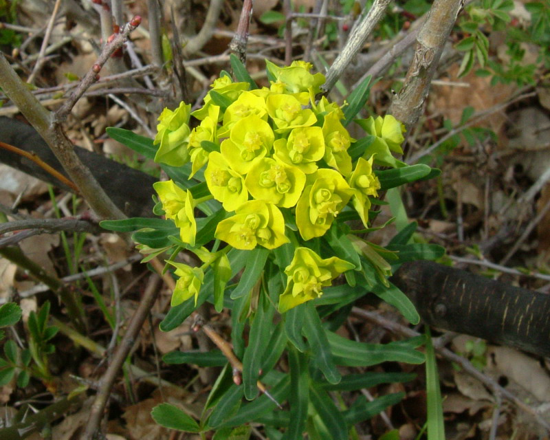 Euphorbia cyparissias / Euforbia cipressina